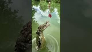 Crocodile Jumps For FOOD #shorts