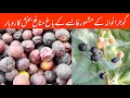 Falsa farming in Gujranwala - Falsa Farming - Falsa - Lahori dil Walay