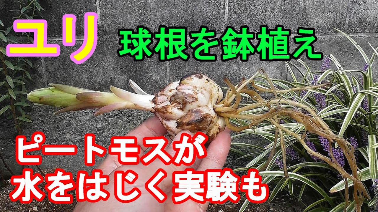 マユハケオモト 発芽の仕方がとってもユニーク Youtube