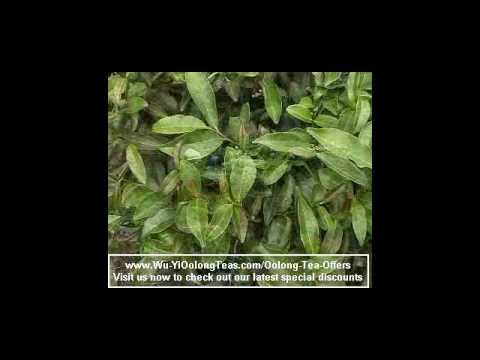 Wu Yi Oolong (Wulong) Weight Loss Tea Production V...