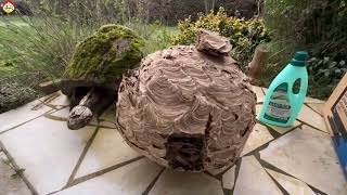 Вскрытие гнезда азиатского шершня в конце зимы. Охотник на шершня (сезон 2024)