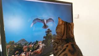 Bengal Katze fängt Begleiter (Vögel) von BDO by Phestina 278 views 1 year ago 1 minute, 1 second