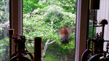 Real Bird Brain - A Bird Attacks It