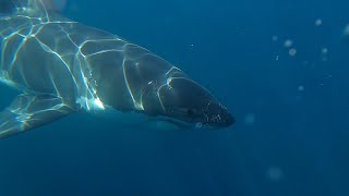 Fishing Greenly Island West Coast South Australia - Part #1 - Great White Shark eats big Suzy!