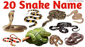 बच्चों के लिए 20 साँपों के नाम | Snake Names for Kids | Preschool Animal Learning Video