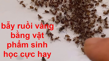 cách bẩy ruồi vàng đục trái cây bằng vật phẩm sinh học rất hiệu quả !!