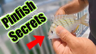 How To Catch Pinfish The Easy Way, No Trap Or Net Needed (Rigs and Where To Find Pinfish For Bait)