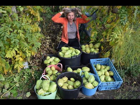 Chayote kweken: van zaad tot oogst