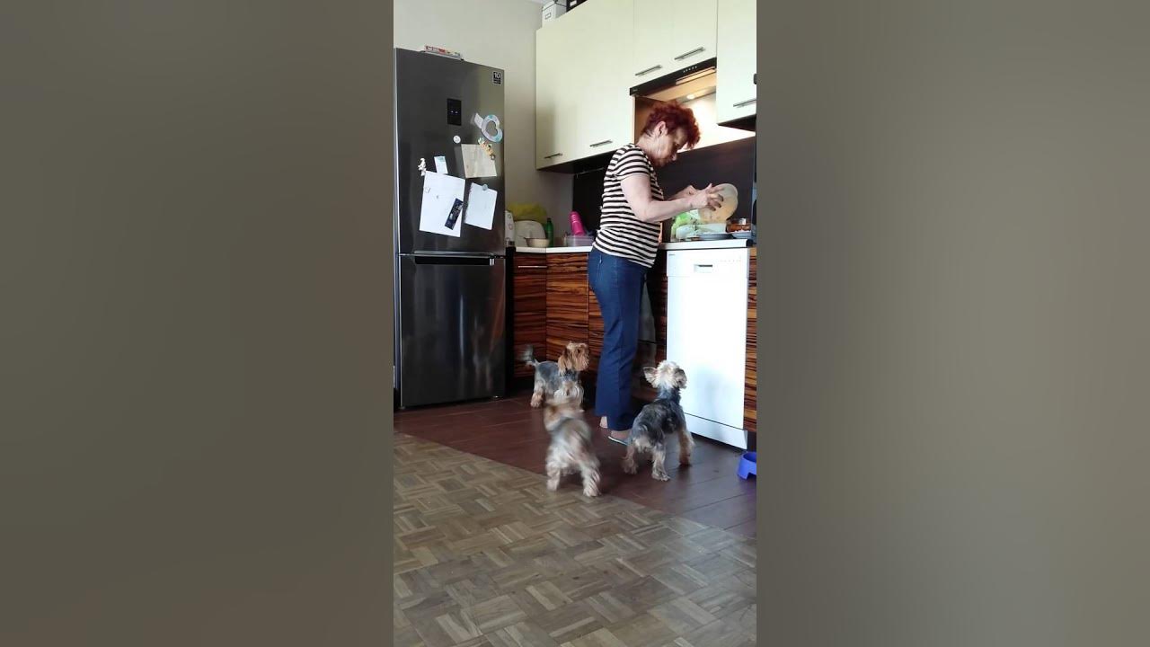 Yorkie jumping YouTube