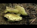 Копаем грибы ЗЕЛЕНУШКИ. Зеленушки и маслята прут в этом году