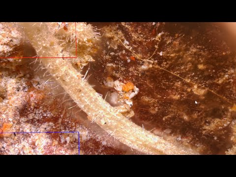 Preadamic Alien Grass Seed Discovered In Ancient Burial Forbidden Civilization Unearthed In Mexico  Preadamic Alien Grass Seed Discovered In Ancient Burial Forbidden Civilization Unearthed In Mexico