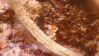 Download Lagu Preadamic Alien Grass Seed Discovered in Ancient Burial ? Forbidden Civilization Unearthed in Mexico MP3 Download Lagu Preadamic Alien Grass Seed Discovered in Ancient Burial ? Forbidden Civilization Unearthed in Mexico MP3