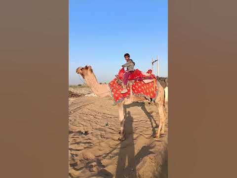 Camel Safari and how to riding camel and Camel husbandry animal