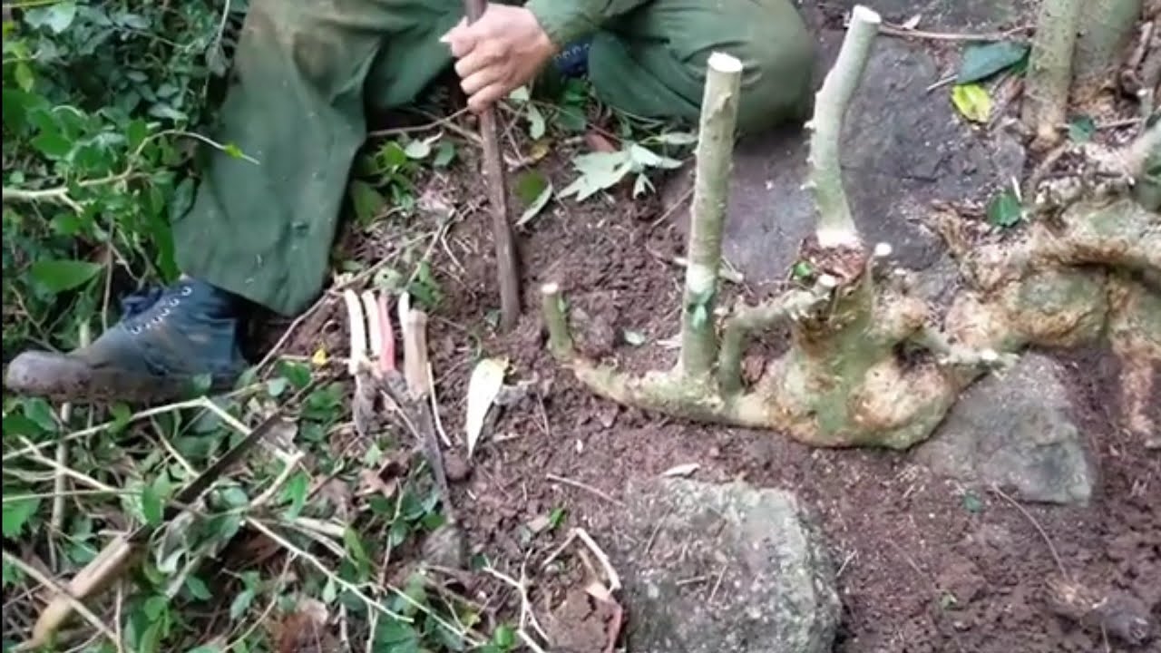 Tiếp tục hành trình khai thác duối #Caycanhnhavuon