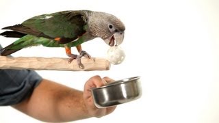 Teach Your Parrot to Fetch from a Perch | Parrot Training