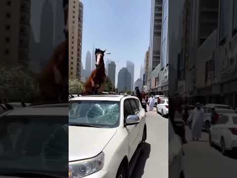 هجوم اسب ها در الامارات