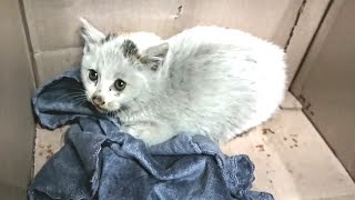 Kitten Was Abandoned In a Sealed Box! But He Continues To Believe People...