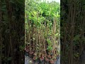 Apple plant 🍎🍎🍎🍎🍎🍎🍎