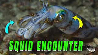 Close Encounter with Squid During Night Dive by ViralSnare Rights Management 3,061 views 2 days ago 16 seconds