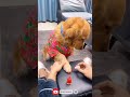 beautify funny clip dog animal comedy