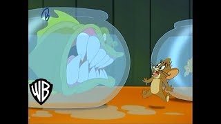 El Show De Tom Y Jerry | Amor Piraña | en español ( Parte 1/2 )