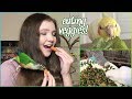 What to Do if Your Bird WON’T EAT VEGETABLES! | Getting Parrots to Eat Healthy
