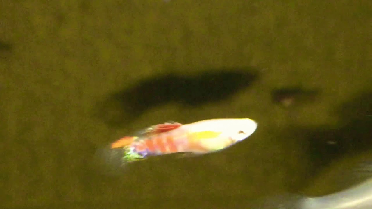 camera iphone 8 plus apk Ginga Rubra Guppies