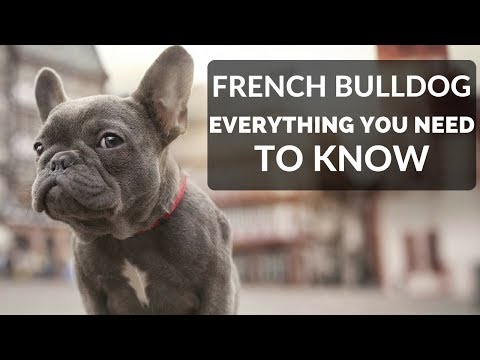 Video: How To Raise A French Bulldog