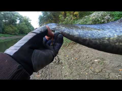 Videó: Spinning Horgászat