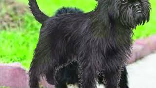 All the dog breeds in the kennel club  the affenpinscher
