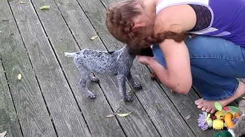 German Shorthaired Pointers  Duke Retrieving at 8 Weeks old