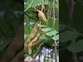 ខ្តិបអំពិល #villagelife #farmlife #fruit #អ្នករស់នៅជនបទ #shorts