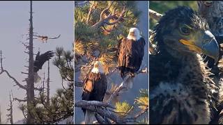 FAMILY TIME WITH JACKIE, SHADOW, SANDY &amp; LUNA! STUNNING CLOSEUPS &amp; HIGHLIGHTS! FIONA CAMEO! FOBBVCAM