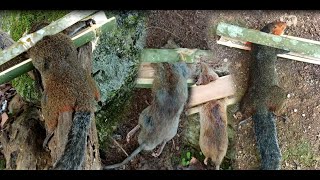 Make ancient style bamboo traps to catch squirrels and rat well