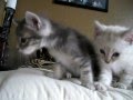 Cute kittens crying