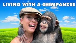 WHAT ITS LIKE LIVING WITH A CHIMPANZEE