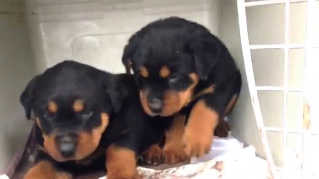 Satilik Rottweiler Yavrulari Youtube