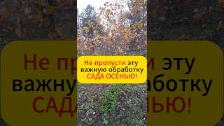 Не пропусти эту осеннюю обработку сада!!! #дача #лайфхак #огород #обработкасада #садогород #плодовые