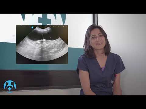 Video: Piometra - Cani - Ispessimento Dell'utero