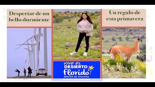 Desierto Florido - Atacama - Chañaral - Quebrada de los choros - Parque Eólico San Juan de Chañaral