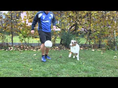 Red merle australian shepherd Aiko Vs. football pl...