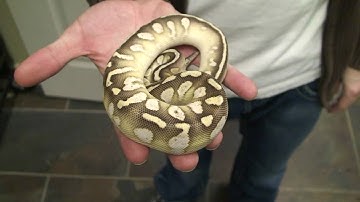 Boaconstrictor.com Ball Python of the Week 1/29/10