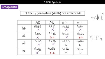 A Level Biology - 6.1.2.8 - Epistasis