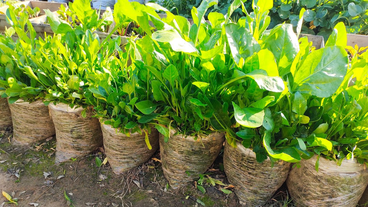 Grow Spinach At Home In Recycled Plastic Bottles