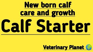 Calf starter | New born calf care and growth | کاف سٹارٹر | بچھڑے بچھڑیوں کی خوراک اور دیکھ بھال