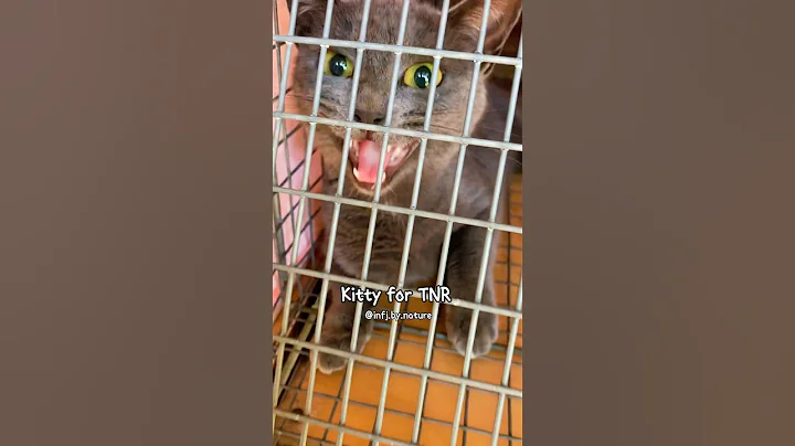 Kitty for TNR 6 #tnr #trapneuterreturn #trapneuterrelease #kittenseason #spayandneuteryourcats