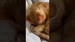 Sleepy Tabby Wakes Up