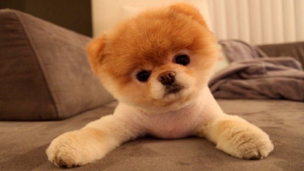 FUNNY DOGS COMPILATION #1 (2019)