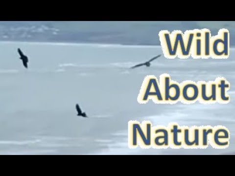 Red Kite Fends Off Crows In North Wales