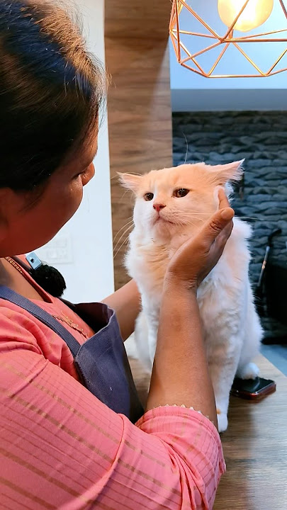 Shasha 🐈Appavi pulaiya adigurale pa #cat #shorts